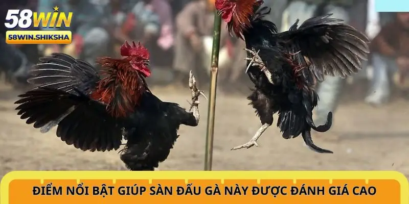 diem-noi-bat-giup-san-dau-ga-nay-duoc-danh-gia-cao